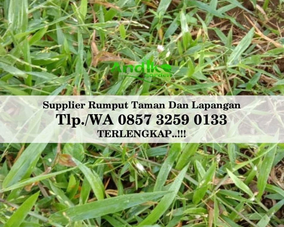 Tlp 0857 3259 0133, Supplier Rumput Golf Sukoharjo.jpg