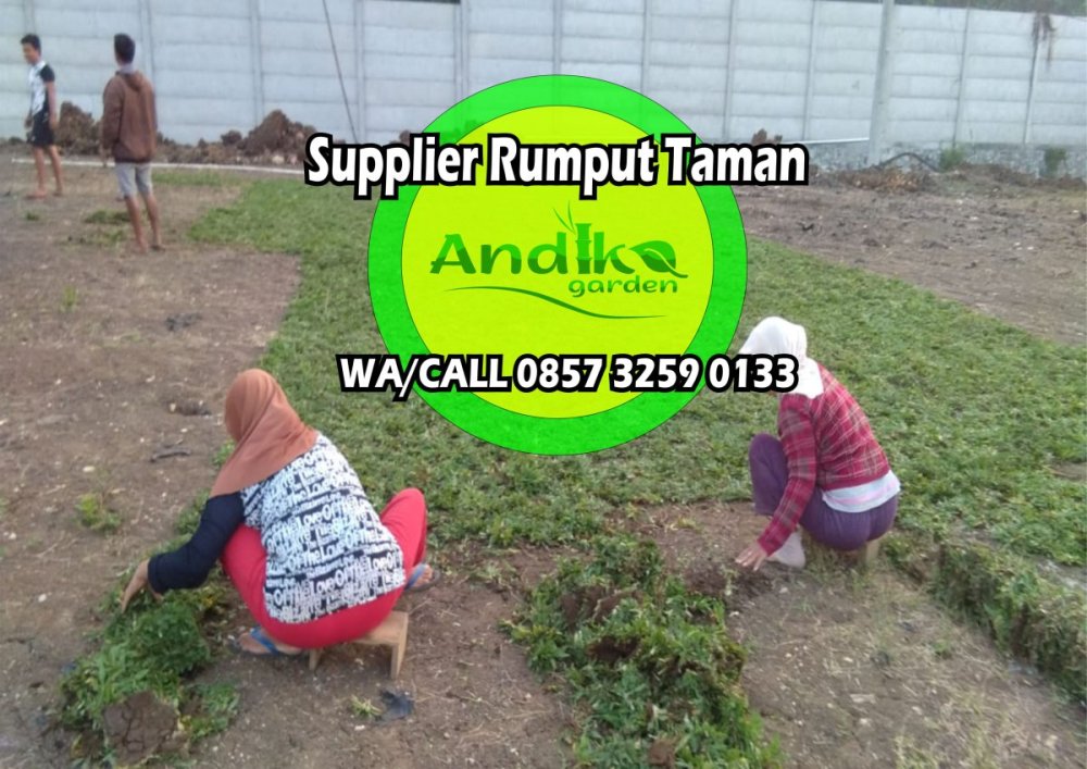 0857 3259 0133, Supplier Rumput Gajah Mini Tuban.jpg