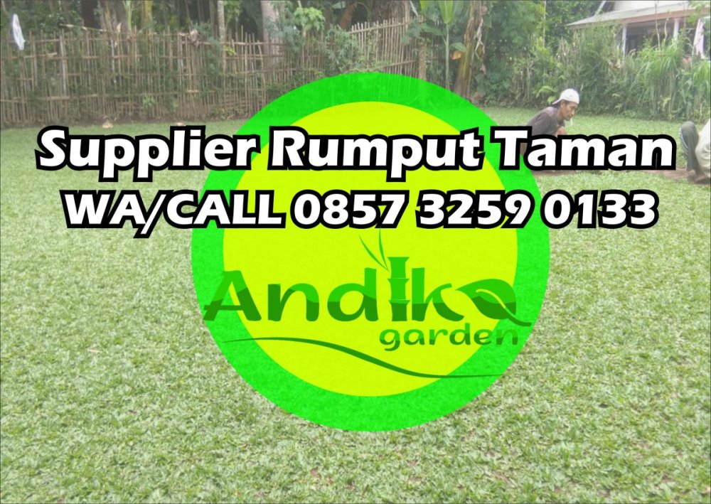 0857 3259 0133, Supplier Rumput Gajah Mini Blora.jpg