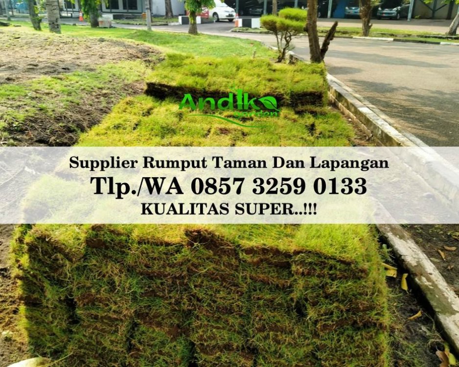 Tlp 0857 3259 0133, Supplier Rumput Golf Brebes.jpg