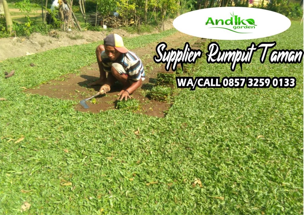 0857 3259 0133, Supplier Rumput Gajah Mini Kota Blitar.jpg