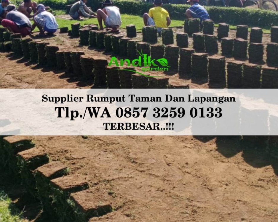 Tlp 0857 3259 0133, Supplier Rumput Golf Pemalang.jpg