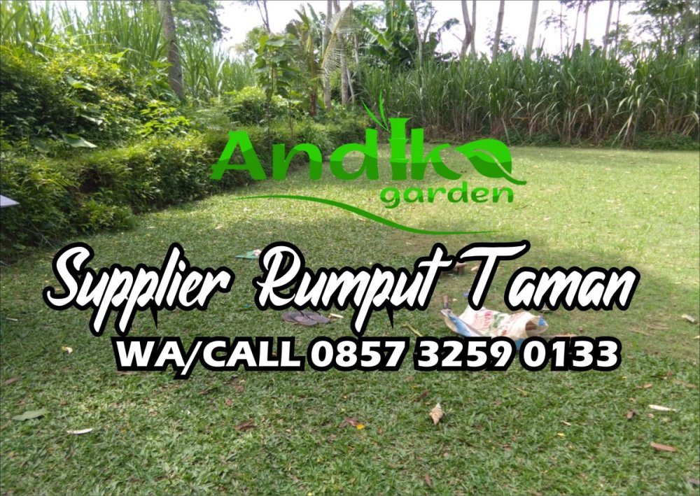 0857 3259 0133, Supplier Rumput Gajah Mini Demak.jpg