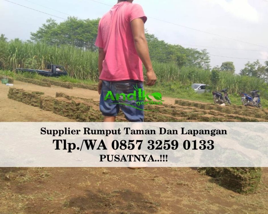 Tlp 0857 3259 0133, Supplier Rumput Golf Cilacap.jpg