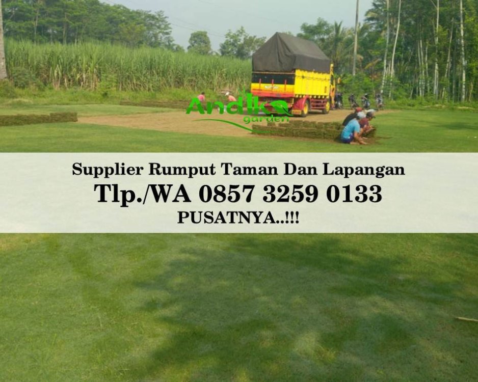 Tlp 0857 3259 0133, Supplier Rumput Golf Kota Blitar.jpg