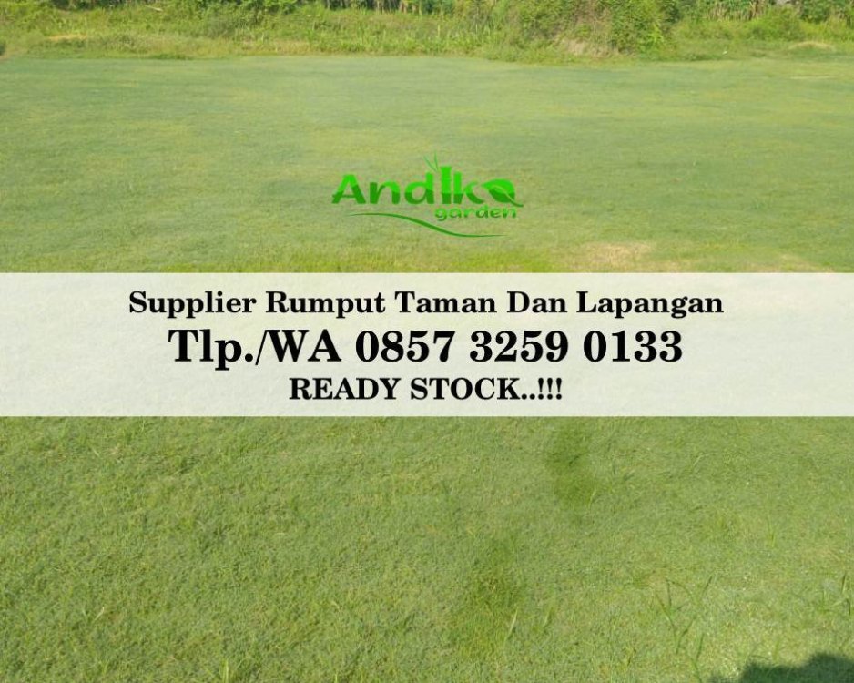 Tlp 0857 3259 0133, Supplier Rumput Golf Blora.jpg