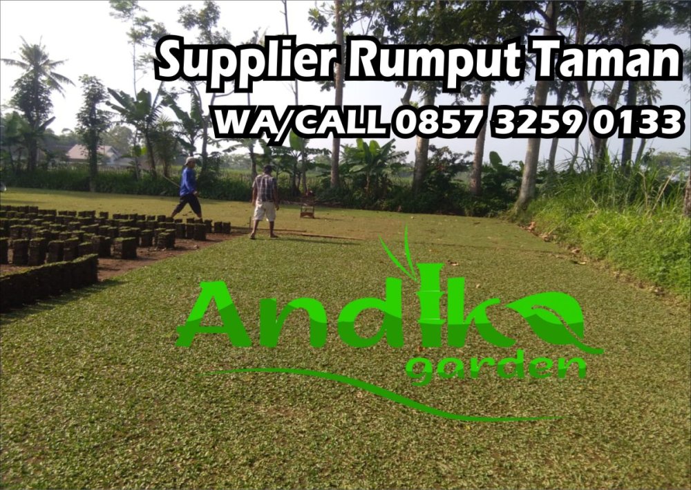 0857 3259 0133, Supplier Rumput Gajah Mini Kota Pasuruan.jpg