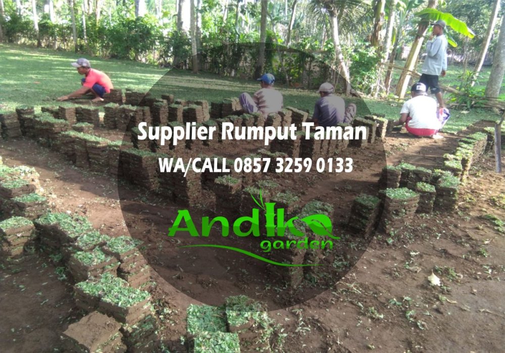 0857 3259 0133, Supplier Rumput Gajah Mini Kota Magelang.jpg