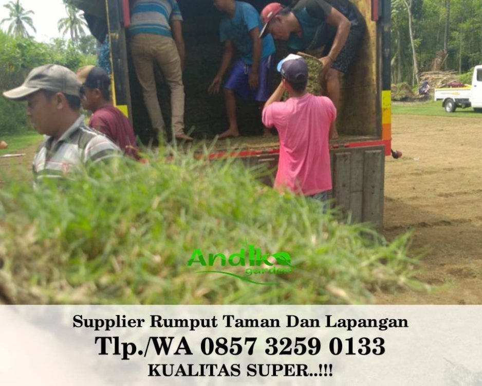 Tlp 0857 3259 0133, Supplier Rumput Golf Banyuwangi.jpg