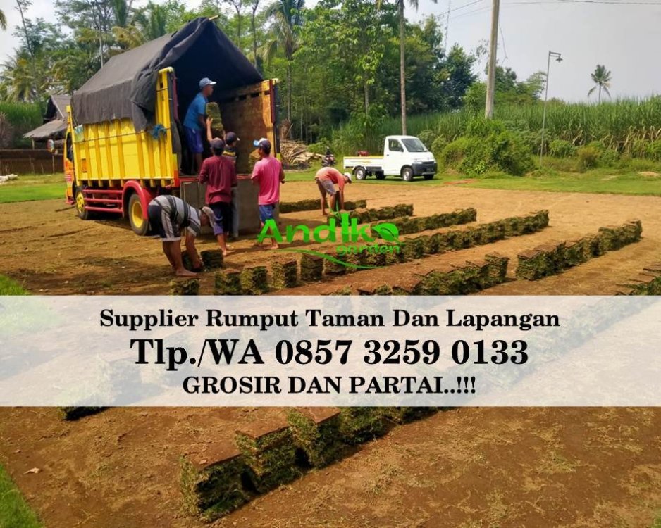 Tlp 0857 3259 0133, Supplier Rumput Golf Bojonegoro.jpg