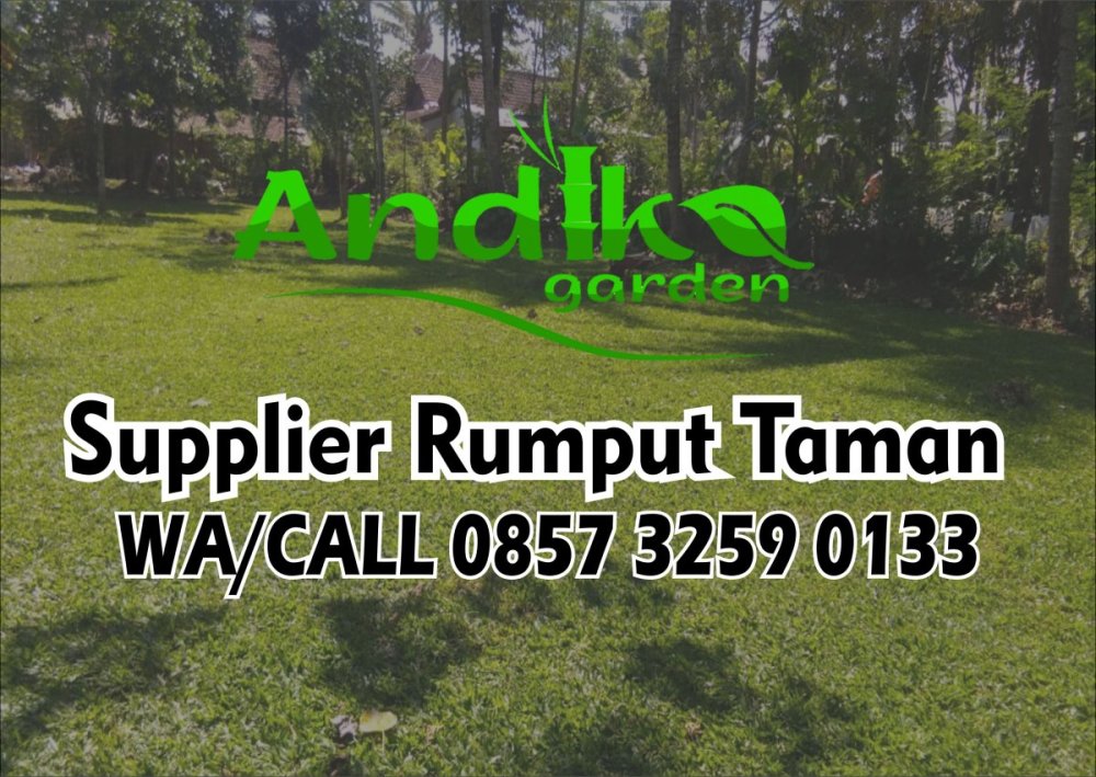 0857 3259 0133, Supplier Rumput Gajah Mini Ponorogo.jpg