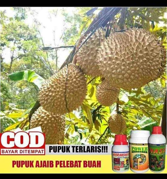 Wa 0857 9711 6827 Jual Pupuk Cair Perangsang Buah Dan Bunga