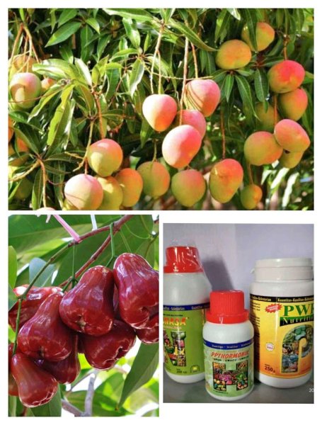 Wa 0857 9711 6827 Jual Pupuk Cair Perangsang Buah Dan Bunga