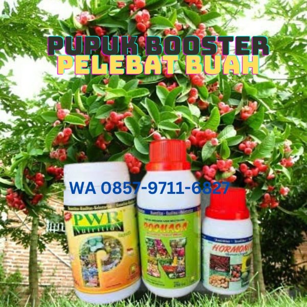PUPUK BOOSTER PELEBAT BUAH