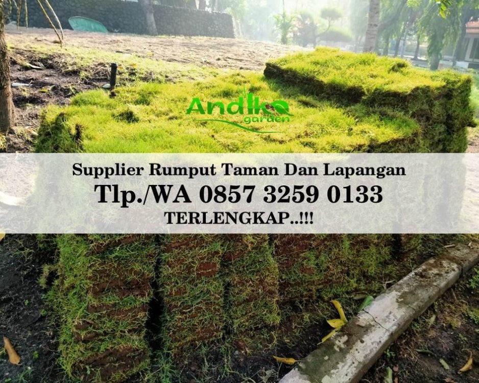 Tlp 0857 3259 0133, Supplier Rumput Golf Tuban.jpg