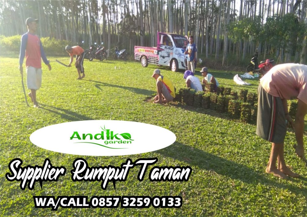 0857 3259 0133, Supplier Rumput Gajah Mini Jember.jpg