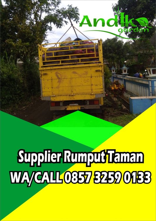 0857 3259 0133, Supplier Rumput Gajah Mini Bangkalan.jpg