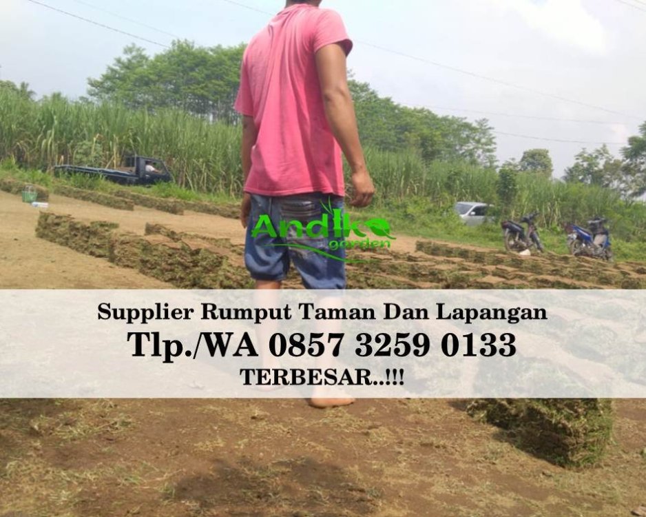 Tlp 0857 3259 0133, Supplier Rumput Golf Kota Mojokerto.jpg