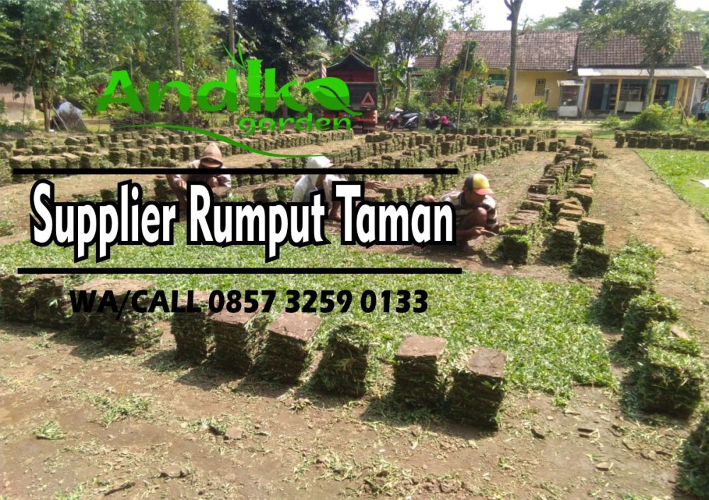 0857 3259 0133, Supplier Rumput Gajah Mini Ngawi.jpg