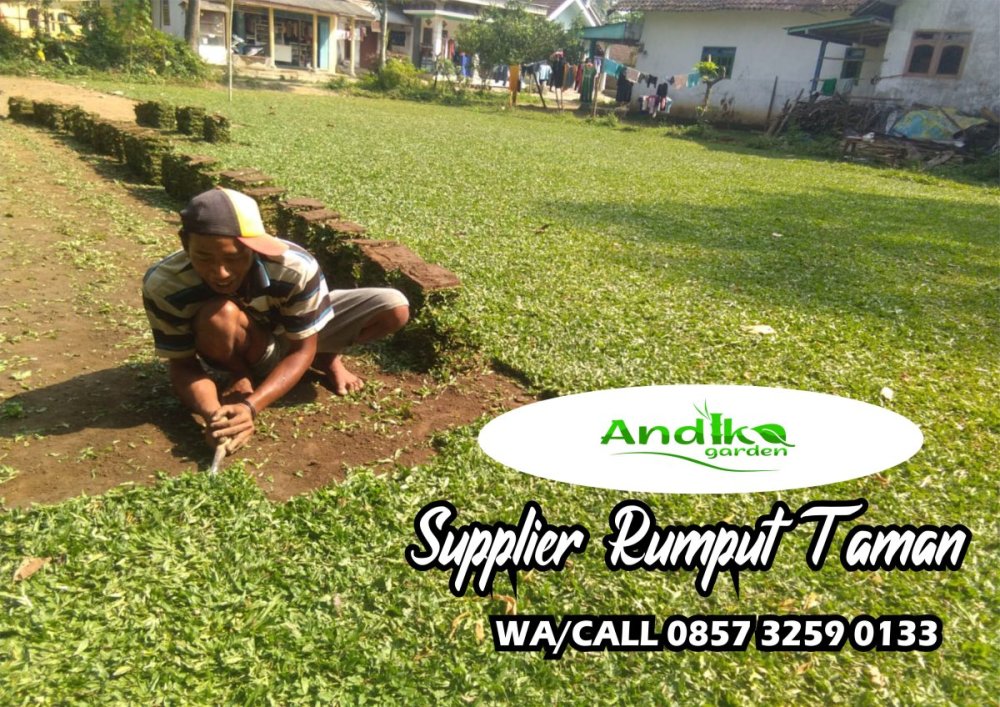 0857 3259 0133, Supplier Rumput Gajah Mini Pamekasan.jpg