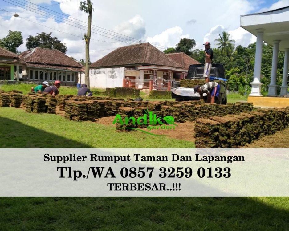 Tlp 0857 3259 0133, Supplier Rumput Golf Subang.jpg