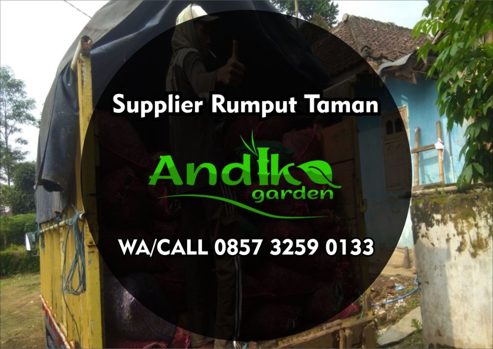 0857 3259 0133, Supplier Rumput Gajah Mini Bantul.jpg