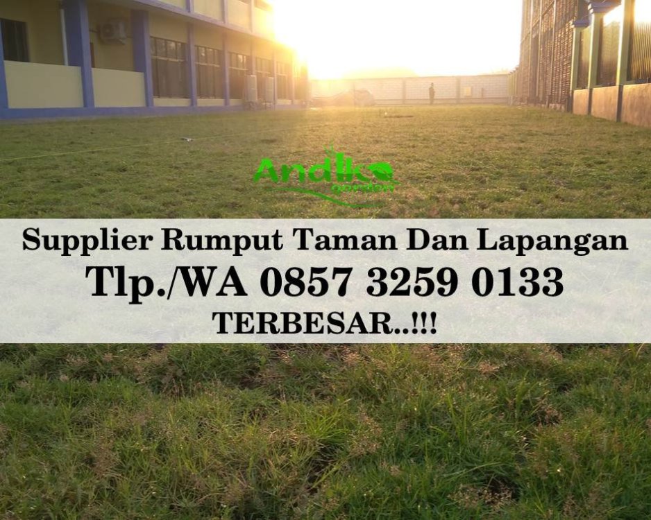Tlp 0857 3259 0133, Supplier Rumput Golf Cianjur.jpg