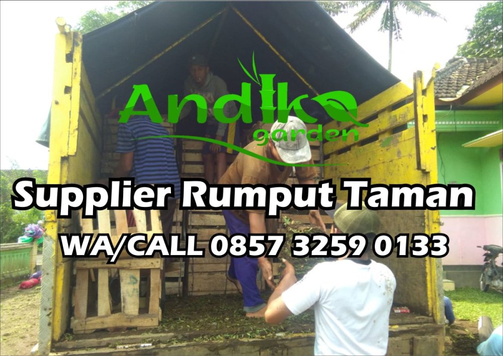 0857 3259 0133, Supplier Rumput Gajah Mini Magelang.jpg