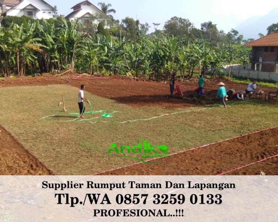 Tlp 0857 3259 0133, Supplier Rumput Golf Trenggalek.jpg