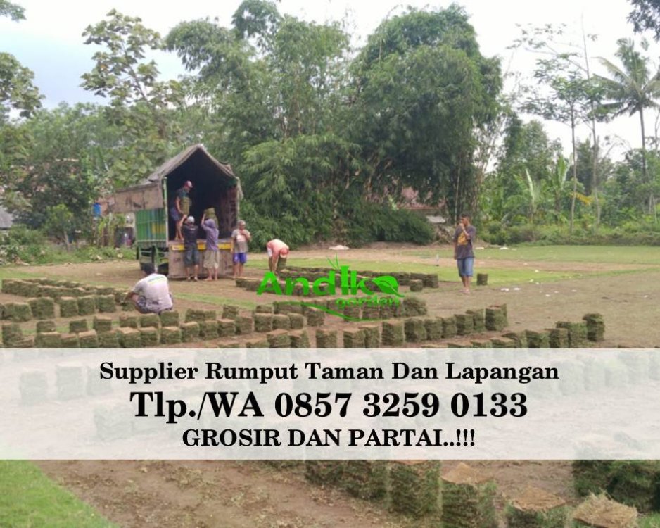 Tlp 0857 3259 0133, Supplier Rumput Golf Kota Magelang.jpg