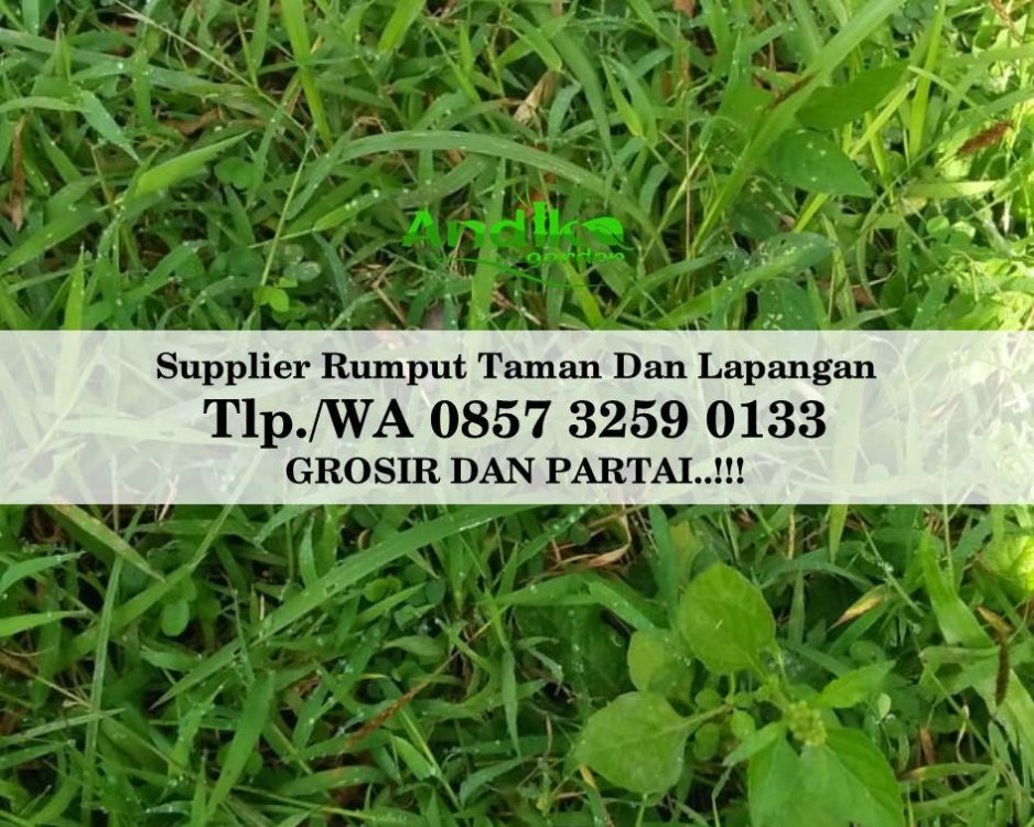 Tlp 0857 3259 0133, Supplier Rumput Golf Wonosobo.jpg