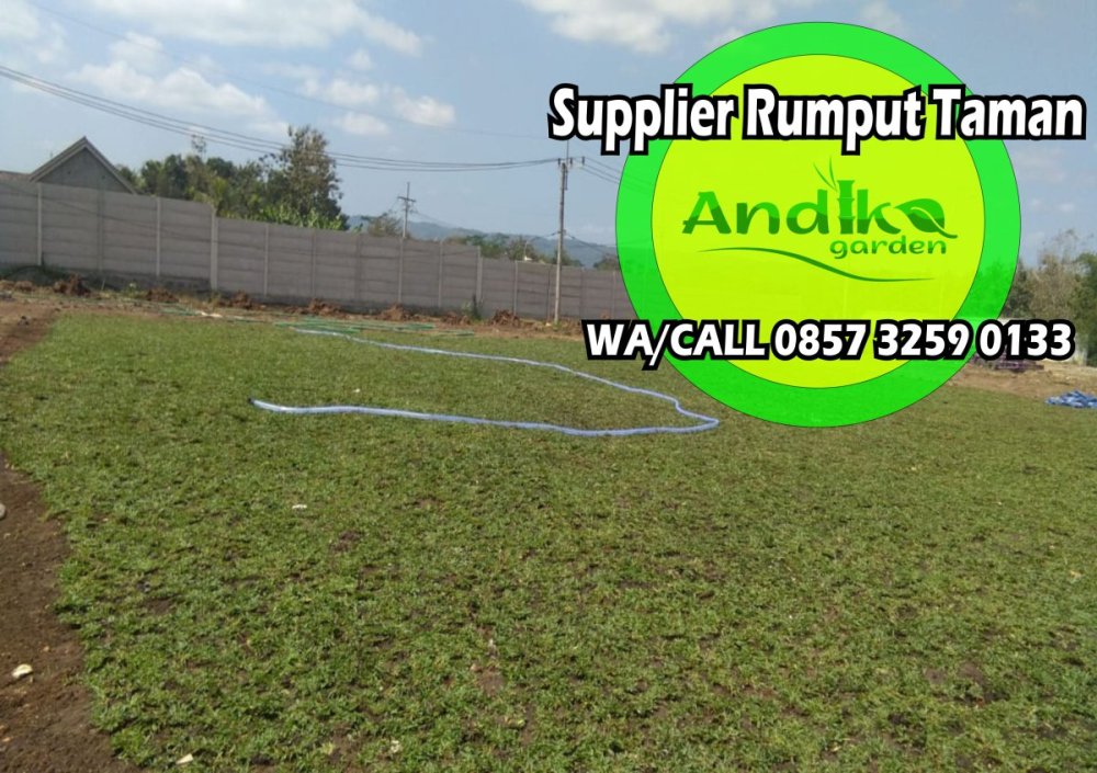 0857 3259 0133, Supplier Rumput Gajah Mini Wonogiri.jpg