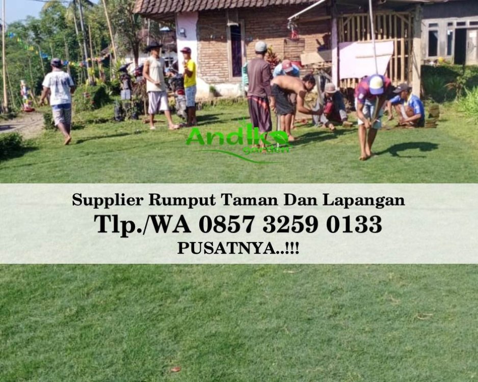 Tlp 0857 3259 0133, Supplier Rumput Golf Pati.jpg