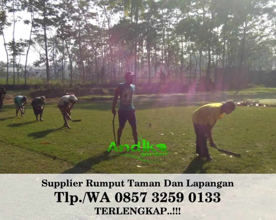Tlp 0857 3259 0133, Supplier Rumput Golf Gunungkidul.jpg