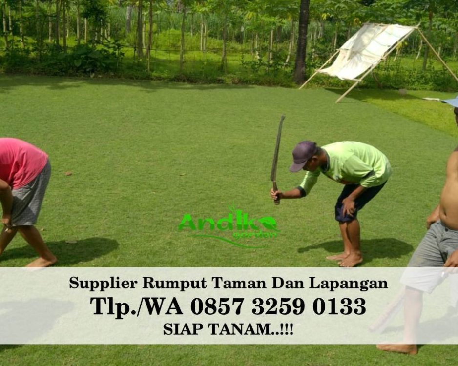 Tlp 0857 3259 0133, Supplier Rumput Golf Kepulauan Seribu.jpg