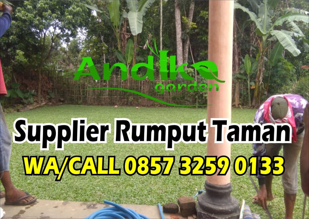 0857 3259 0133, Supplier Rumput Gajah Mini Jakarta Selatan.jpg