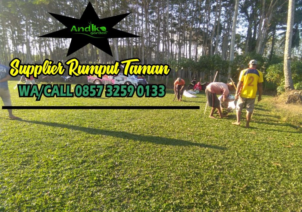 0857 3259 0133, Supplier Rumput Gajah Mini Tulungagung.jpg