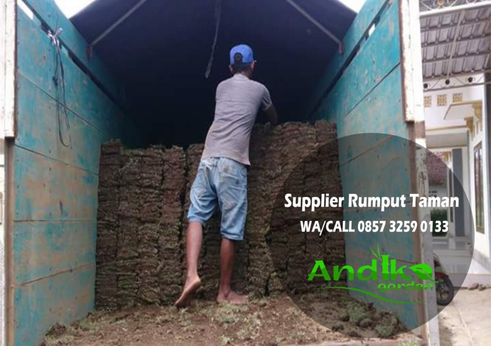 0857 3259 0133, Supplier Rumput Gajah Mini Wonosobo.jpg