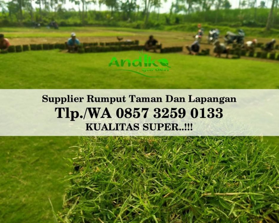 Tlp 0857 3259 0133, Supplier Rumput Golf Klaten.jpg