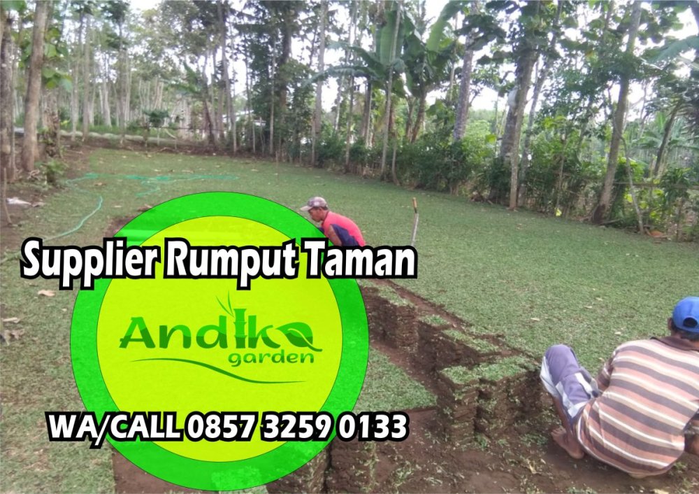 0857 3259 0133, Supplier Rumput Gajah Mini Kediri.jpg
