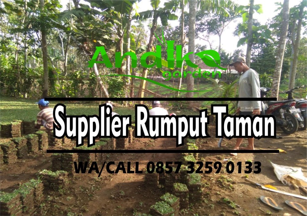 0857 3259 0133, Supplier Rumput Gajah Mini Trenggalek.jpg
