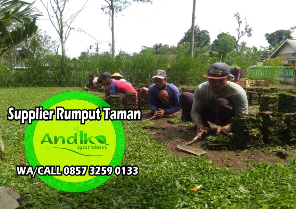 0857 3259 0133, Supplier Rumput Gajah Mini Purworejo.jpg