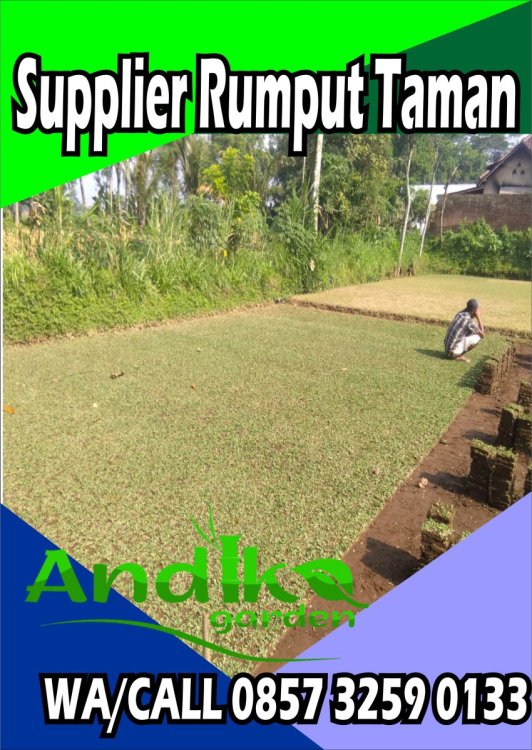 0857 3259 0133, Supplier Rumput Gajah Mini Kota Serang.jpg