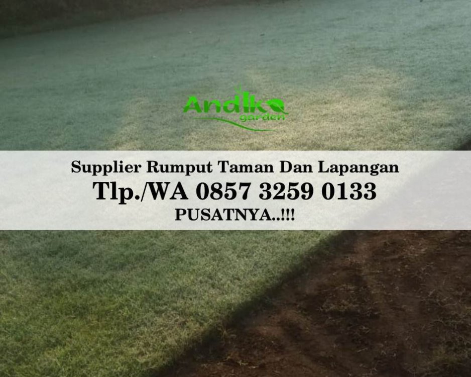 Tlp 0857 3259 0133, Supplier Rumput Golf Probolinggo.jpg