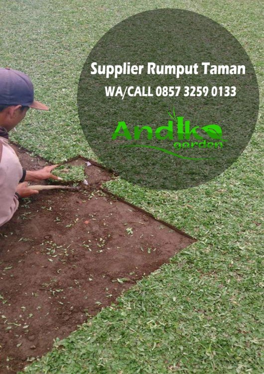 0857 3259 0133, Supplier Rumput Gajah Mini Kota Mojokerto.jpg