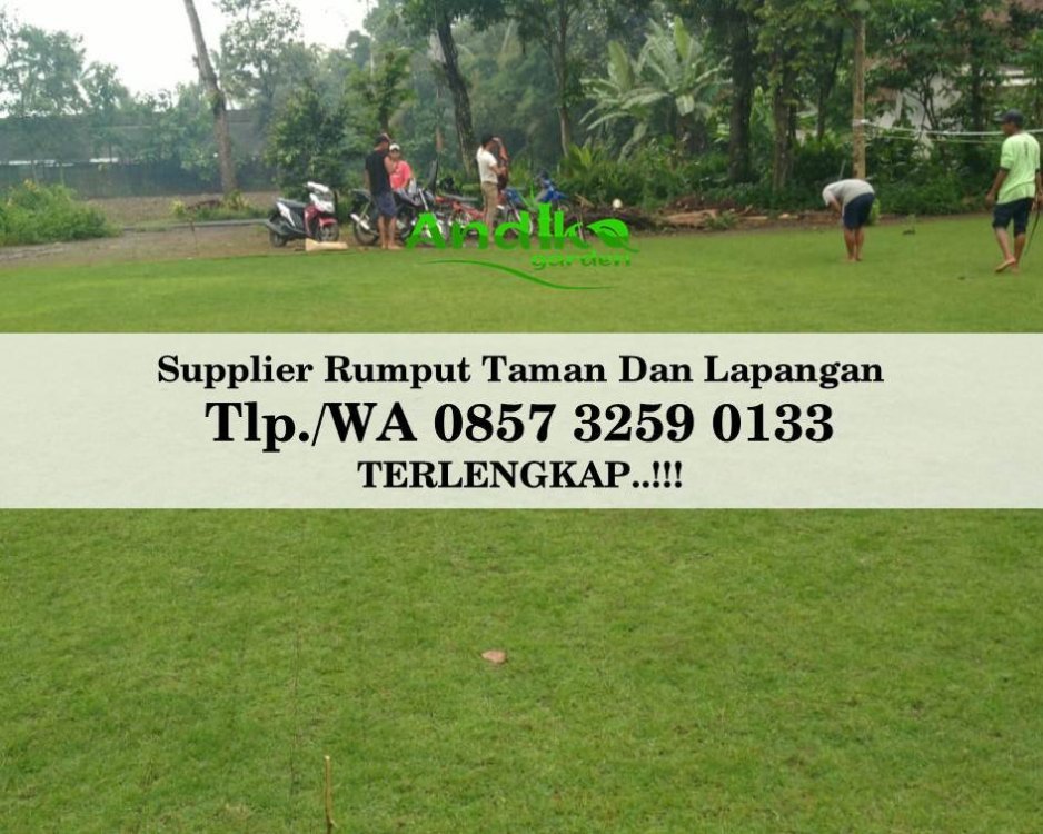 Tlp 0857 3259 0133, Supplier Rumput Golf Sukabumi.jpg