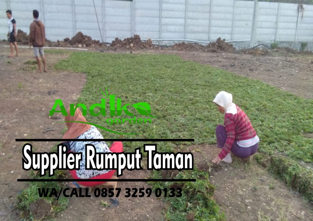 0857 3259 0133, Supplier Rumput Gajah Mini Temanggung.jpg