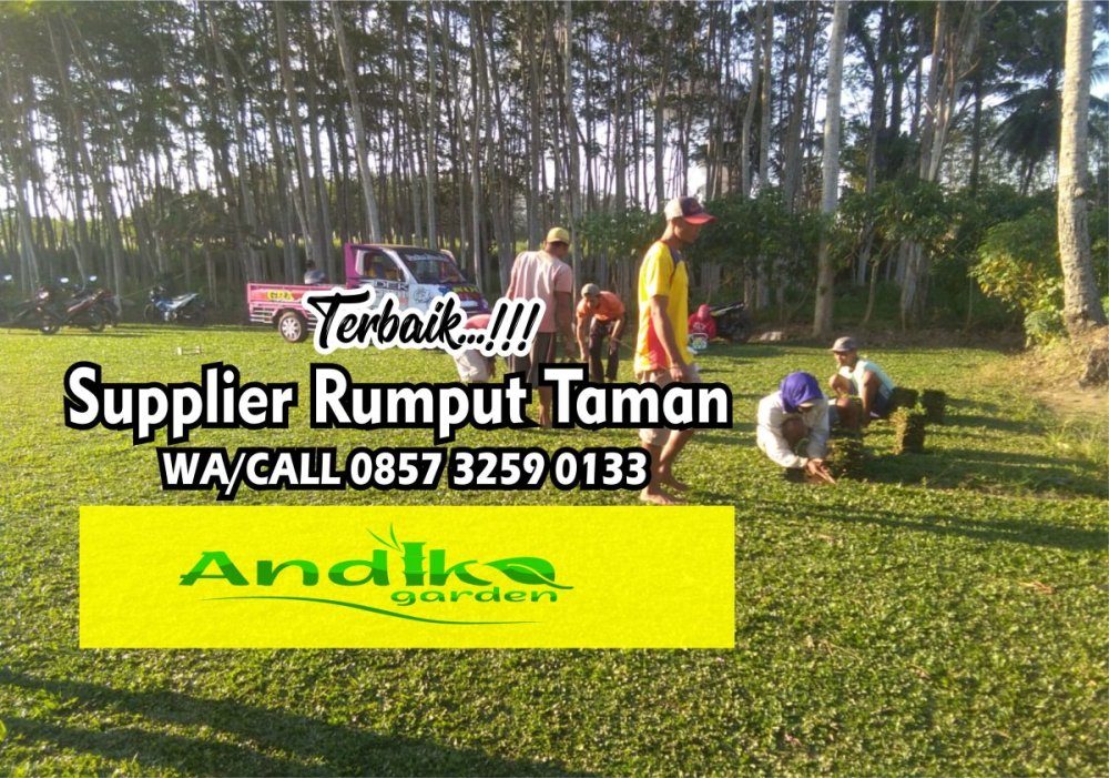 0857 3259 0133, Supplier Rumput Gajah Mini Sleman.jpg