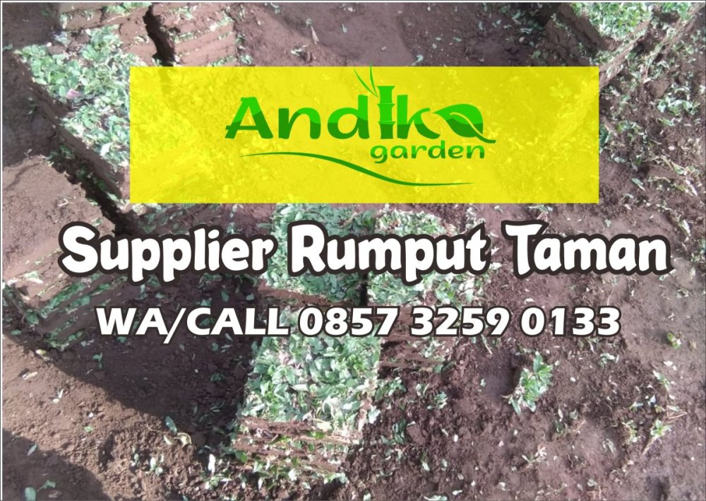0857 3259 0133, Supplier Rumput Gajah Mini Purbalingga.jpg