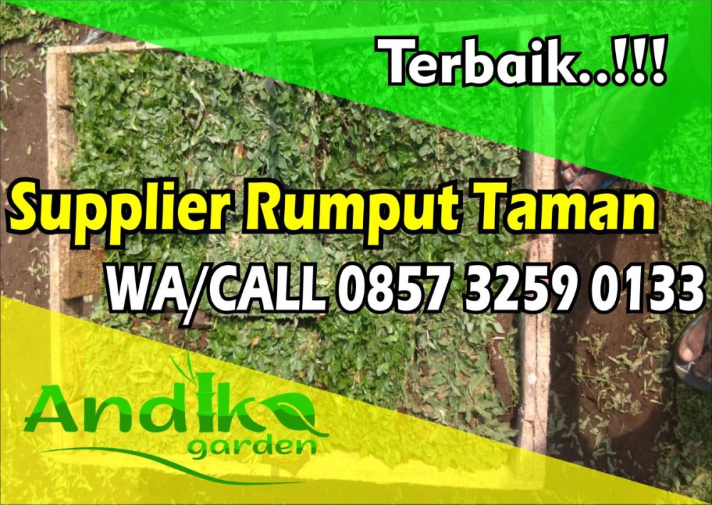 0857 3259 0133, Supplier Rumput Gajah Mini Kota Batu.jpg